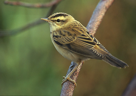 Compton Nature Reserve is haven for wildlife such as this beautiful Sedge Warbler.